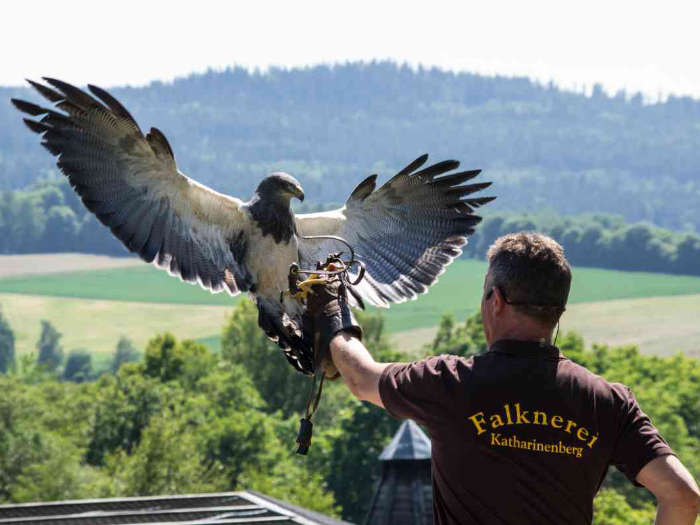 Falkner mit landendem Greifvogel